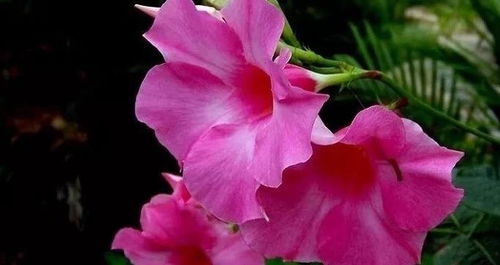 劍三養花什么意思