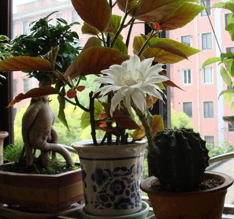 家庭養花.養魚(yú)