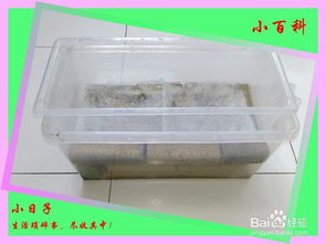 魚(yú)缸過(guò)濾盒養花