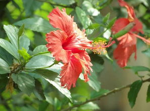 用種子養花多少開(kāi)花