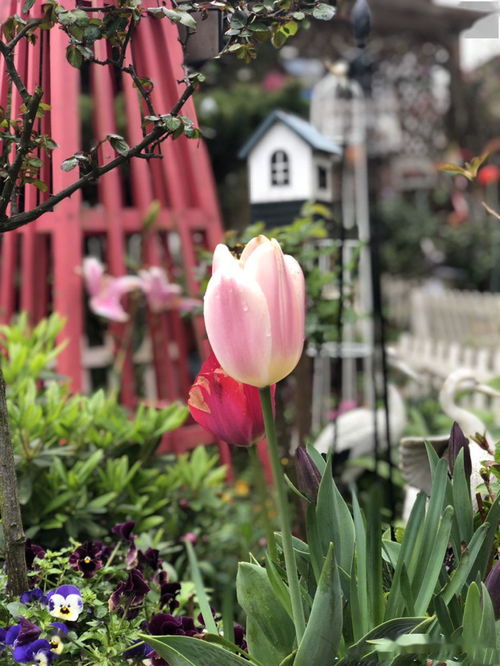 養花之人養的不是花