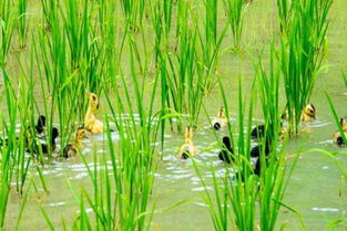 稻田里養花邊鴨