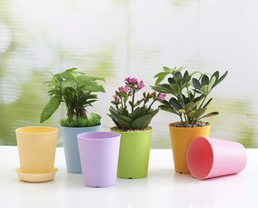 屋內養花有好多蟲(chóng)