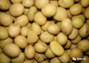 過(guò)期茶葉養花怎么處理