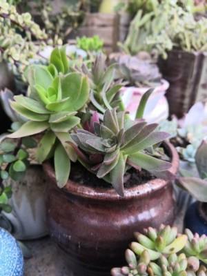 養花網(wǎng)赤鬼城