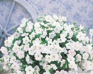 夏天陽(yáng)臺曬不到太陽(yáng)養花會(huì )開(kāi)嗎