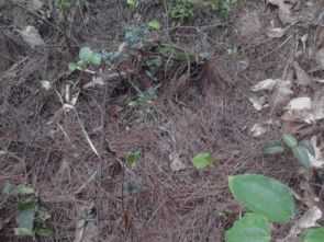 哪里的土適合家庭養花