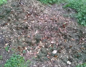 養花全用松針土可以么