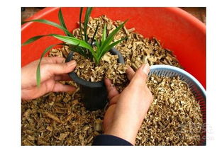 土里加木屑養花好嗎
