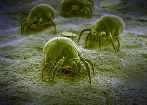 室內養花的螨蟲(chóng)