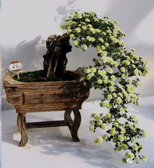 《養花》的創(chuàng  )作背景