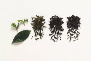 茶梗加土可以養花嗎