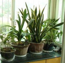 養花的泥盆是什么樣的