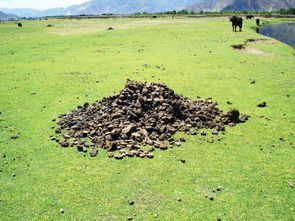 豬糞牛糞可以養花嗎