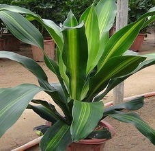 家里養花用有機肥可以養蘭花