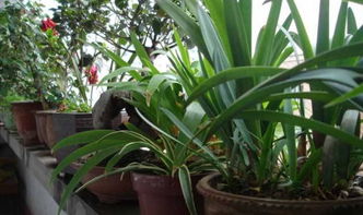 什么土養花透氣好