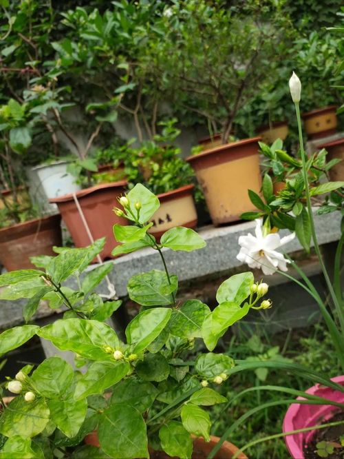 麥糠碎可以養花嗎