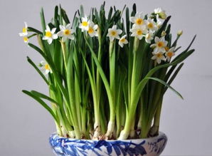 雕刻水仙養花日記