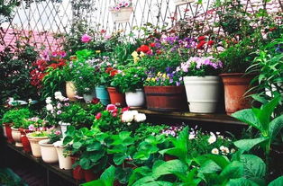 養花與愛(ài)花的關(guān)系