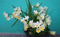 生活中的養花樂(lè )趣作文