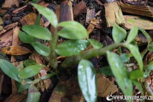 石斛,鐵皮,創(chuàng  )新,創(chuàng  )業(yè)