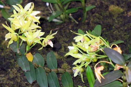 鐵皮石斛創(chuàng  )新創(chuàng  )業(yè)