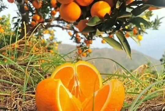 橘子怎么保存，小橘子怎么保存時(shí)間長(cháng)？圖3