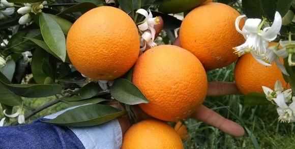 橘子怎么保存，小橘子怎么保存時(shí)間長(cháng)？圖4