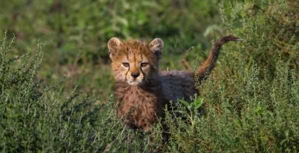 極兔快遞又叫什么快遞,極兔快遞為什么被排擠圖1