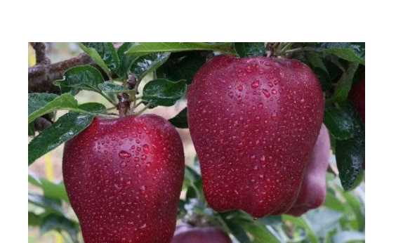 花牛蘋(píng)果是蛇果,花牛蘋(píng)果和蛇果圖2