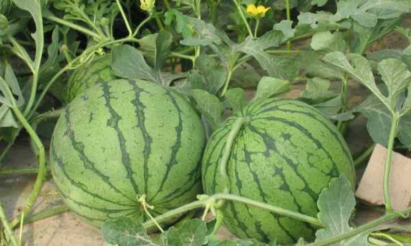 西瓜切開(kāi)多久不能吃,夏天切開(kāi)的西瓜常溫下可以放多久圖2