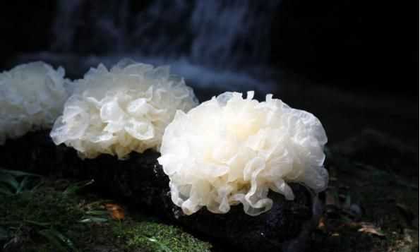 銀耳蓮子羹一周吃幾次，養生壺燉銀耳蓮子羹需要多長(cháng)時(shí)間？圖3