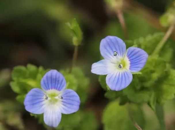 銀葉婆婆納習性