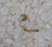 米有米蟲(chóng)該怎么辦,大米里面發(fā)現了米蟲(chóng)怎么辦圖1