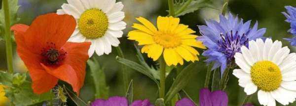 鮮花保鮮劑的作用,鮮花保鮮劑的作用以及三個(gè)保鮮劑配方圖3