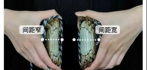 怎樣選大閘蟹