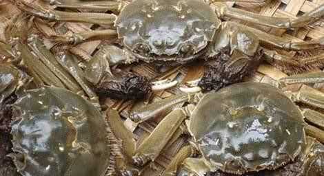 如何挑選大閘蟹，怎樣選大閘蟹？圖3