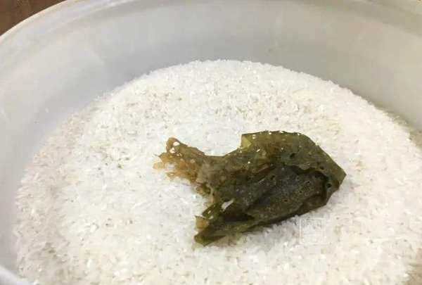 米有米蟲(chóng)該怎么辦,大米里面發(fā)現了米蟲(chóng)怎么辦圖5