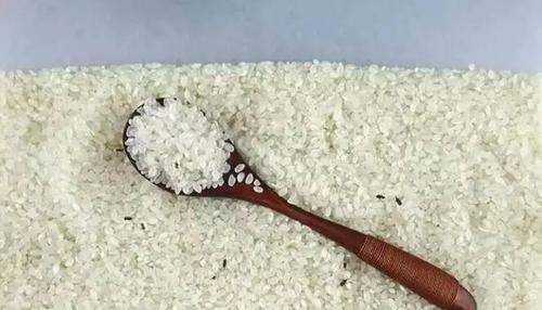 米有米蟲(chóng)該怎么辦,大米里面發(fā)現了米蟲(chóng)怎么辦圖8