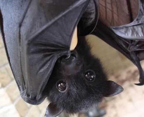 蝙蝠會(huì )咬人嗎?有毒嗎