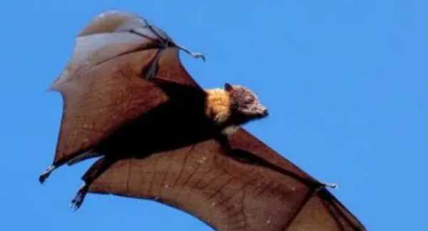 蝙蝠會(huì )咬人,想知道蝙蝠會(huì )咬人嗎圖4