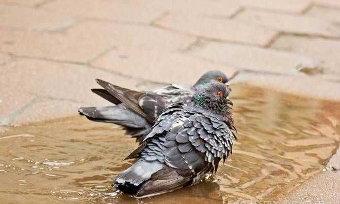 貓頭鷹、鵝、大燕、老鷹、鴿子哪些是既會(huì )飛又會(huì )游泳的動(dòng)物