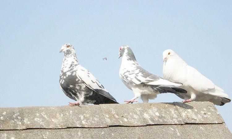 貓頭鷹、鵝、大燕、老鷹、鴿子哪些是既會(huì )飛又會(huì )游泳的動(dòng)物