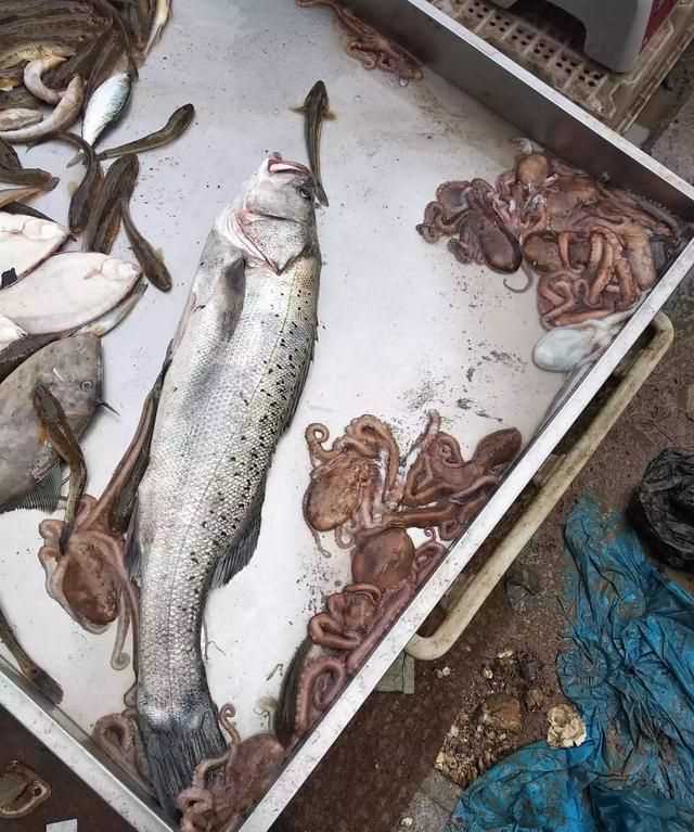 八爪魚(yú)的哪些部位不能吃，八爪魚(yú)怎么吃好吃？哪里不能吃？圖2