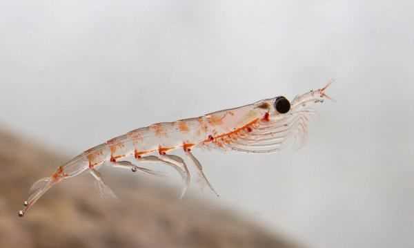 磷蝦為什么不能吃,南極磷蝦為什么不能吃圖4