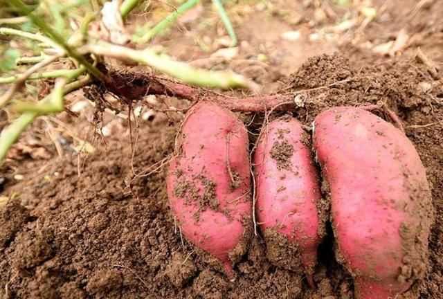 紅薯削皮后怎么過(guò)夜，紅薯切開(kāi)后怎么存放？圖3