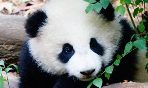 牙齒自修復是哪個(gè)動(dòng)物,中國科學(xué)院金屬研究所發(fā)現什么的牙齒能夠實(shí)現自修復圖2