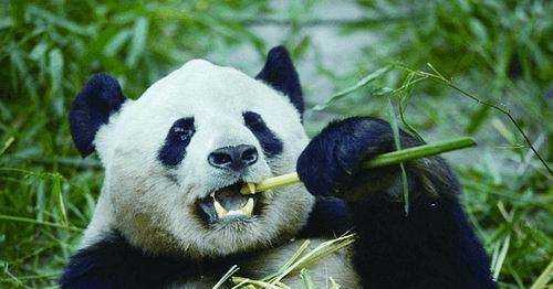 牙齒自修復是哪個(gè)動(dòng)物,中國科學(xué)院金屬研究所發(fā)現什么的牙齒能夠實(shí)現自修復圖3