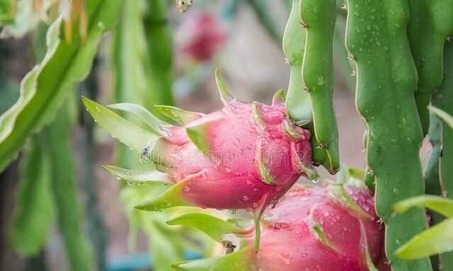 新鮮的火龍果花能吃嗎