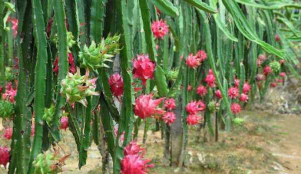 火龍果花能吃,火龍果花苞可以泡水喝嗎圖4